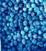 Blueberry Anthocyanin